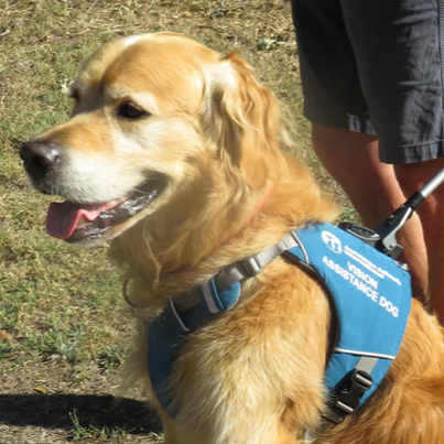 Vision Assistance Dog Hoover
