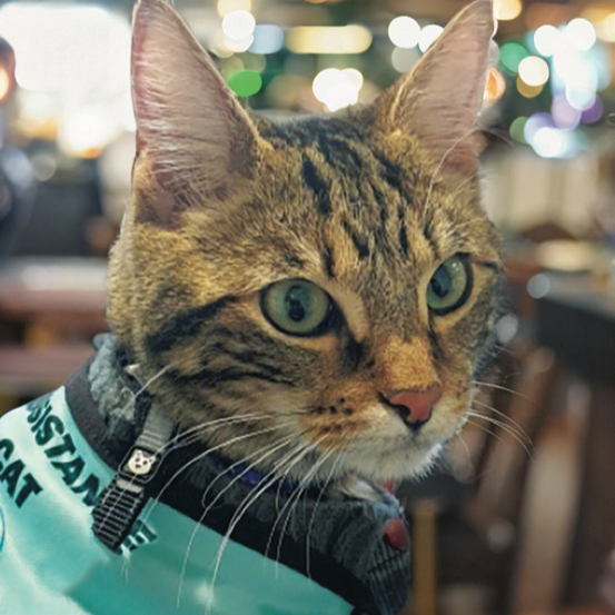 Assistance Cat Peppy